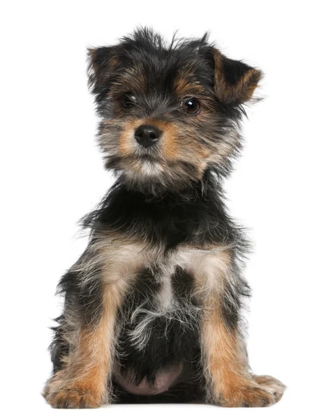 Yorkshire Terrier puppy, 3 months old, sitting in front of white background — Stock Photo, Image