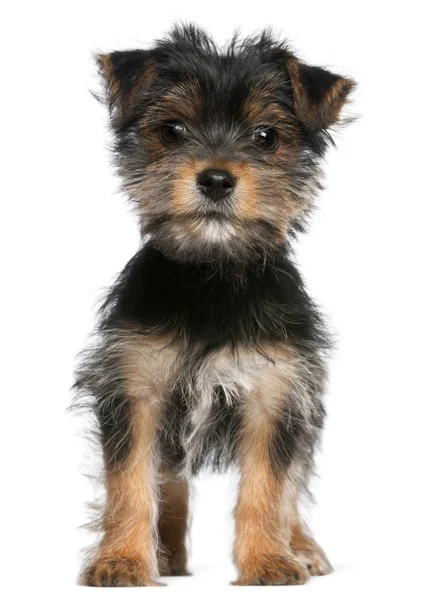 Yorkshire Terrier puppy, 3 months old, standing in front of white background — Stock Photo, Image