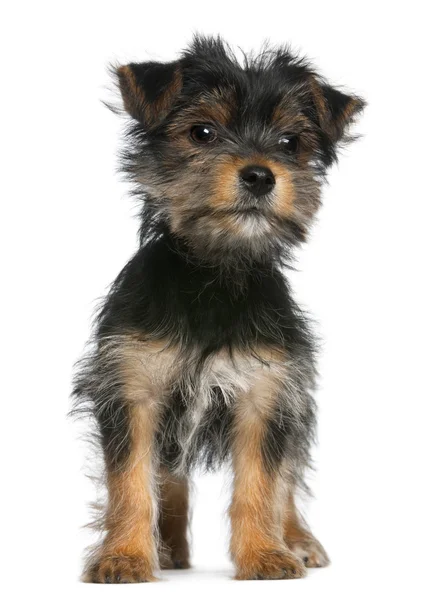 Yorkshire Terrier puppy, 3 months old, standing in front of white background — Stock Photo, Image