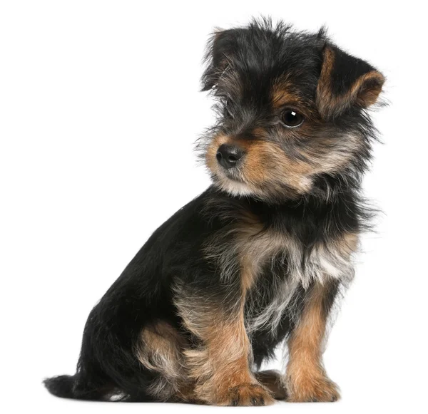 Yorkshire Terrier puppy, 3 months old, sitting in front of white background — Stock Photo, Image