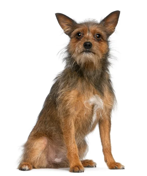 Mixed-breed dog, 15 months old, sitting in front of white background — Stock Photo, Image
