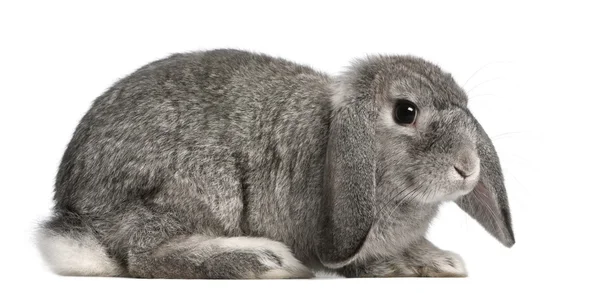 Francês Lop rabbit, 2 meses, Oryctolagus cuniculus, sentado em frente ao fundo branco — Fotografia de Stock