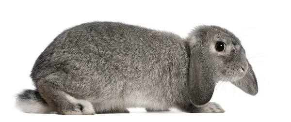 フランス語の 2 ヶ月古いウサギ、病理学、白い背景の前に座ってロッブリー — ストック写真