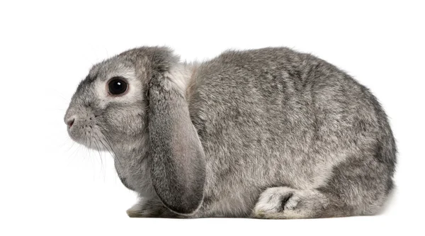 Francês Lop rabbit, 2 meses, Oryctolagus cuniculus, sentado em frente ao fundo branco — Fotografia de Stock