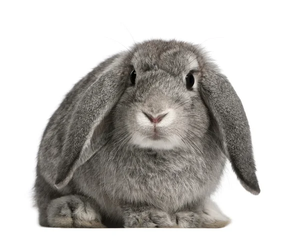 French Lop rabbit, 2 months old, Oryctolagus cuniculus, sitting in front of white background — Stock Photo, Image