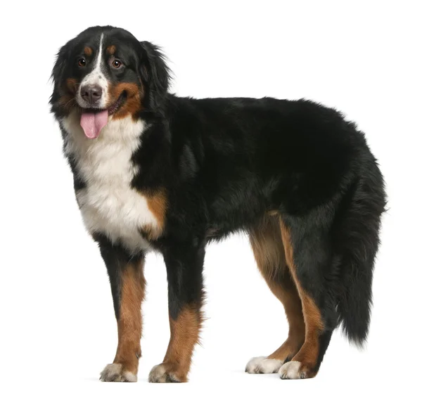 Bernese Mountain Dog, 12 months old, standing and panting in front of white background — Stock Photo, Image