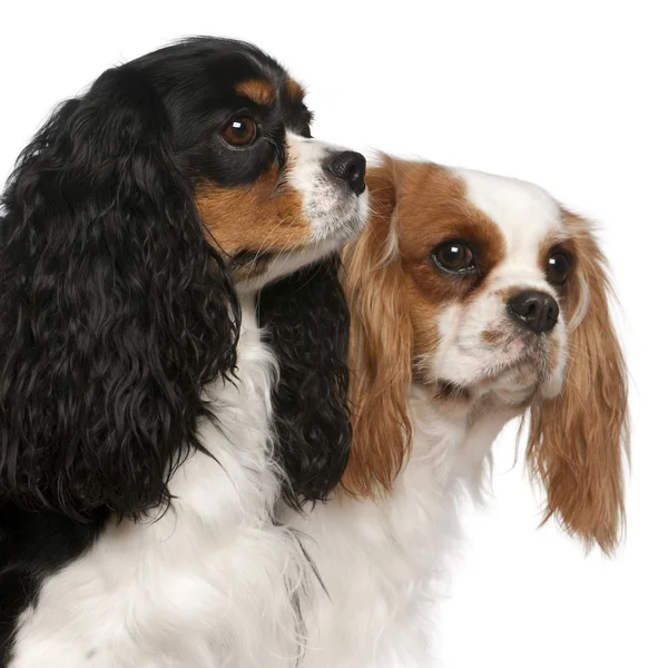 Close-up of Cavalier King Charles Spaniels, 2 and 3 years old, in front of white background — Stock Photo, Image