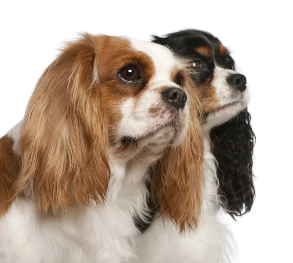 Close-up of Cavalier King Charles Spaniels, 2 and 3 years old, in front of white background — Stock Photo, Image