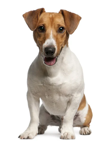 Jack Russell Terrier, 12 meses, sentado em frente ao fundo branco — Fotografia de Stock