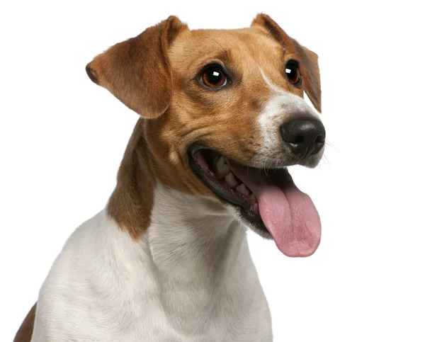 Nahaufnahme von Jack Russell Terrier, 12 Monate alt, vor weißem Hintergrund — Stockfoto