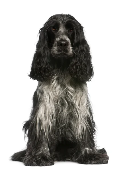 English Cocker Spaniel, 2.5 years old, sitting in front of white background — Stock Photo, Image