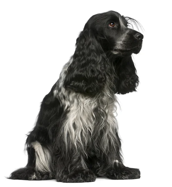 English Cocker Spaniel, 2 and a half years old, sitting in front of white background — Stock Photo, Image