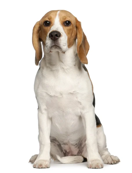 Beagle catelus, 6 luni, așezat în fața fundalului alb — Fotografie, imagine de stoc