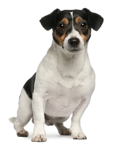 Jack Russell Terrier, 4 years old, sitting in front of white background — Stock Photo, Image