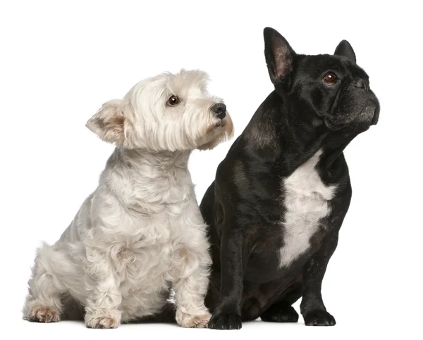 French Bulldog, 6 years old and West Highland White Terrier, 8 years old, sitting in front of white background — Stock Photo, Image