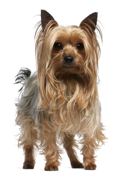 Yorkshire Terrier, 3 years old, standing in front of white background — Stock Photo, Image