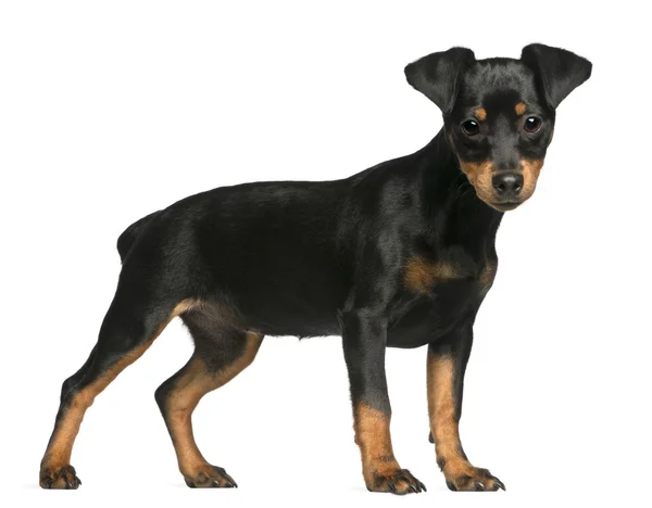 Miniatura pinscher štěně, 5 měsíců starý, stojící před bílým pozadím — Stock fotografie