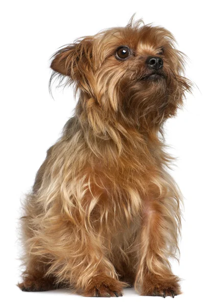 Yorkshire Terrier, 5 years old, sitting in front of white background — Stock Photo, Image