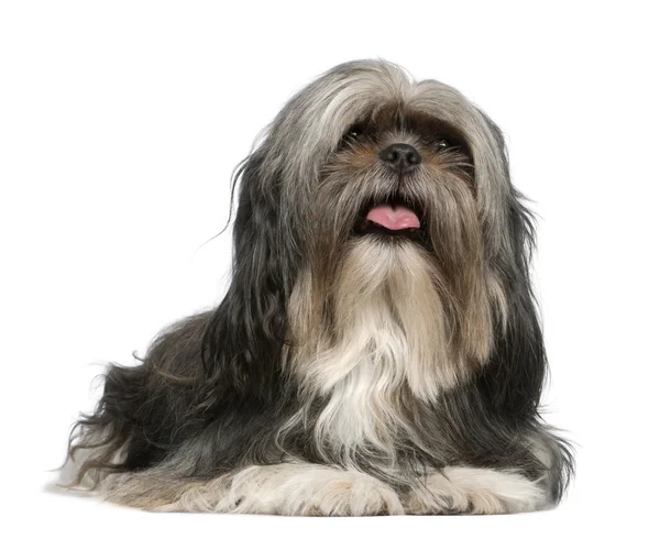 Shih Tzu, 5 years old, lying in front of white background — Stock Photo, Image