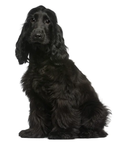 English Cocker Spaniel puppy, 5 months old, sitting in front of white background — Stock Photo, Image