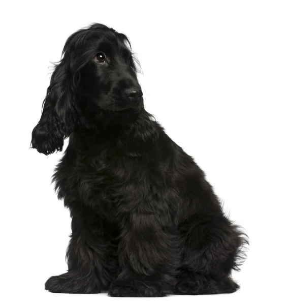 Anglický kokršpaněl štěně, 5 měsíců starý, sedící před bílým pozadím — Stock fotografie
