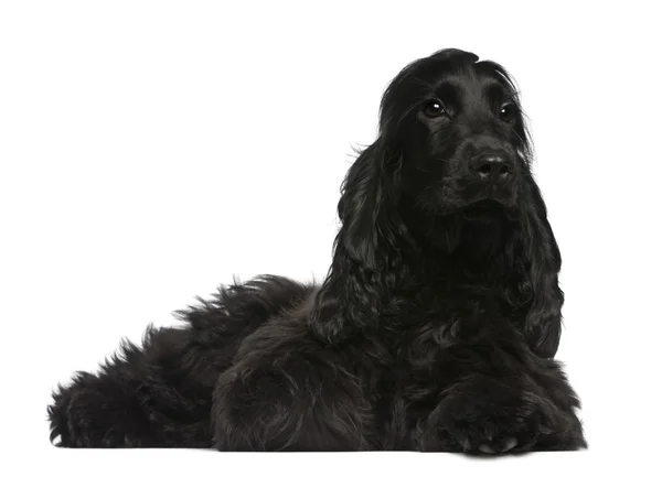 English Cocker Spaniel puppy, 5 months old, lying in front of white background — Stock Photo, Image