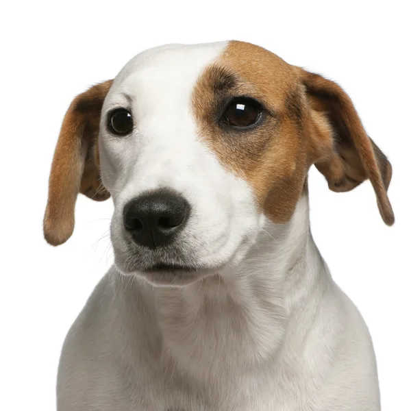 Close-up of Jack Russell Terrier, 16 months old, in front of white background — Stock Photo, Image