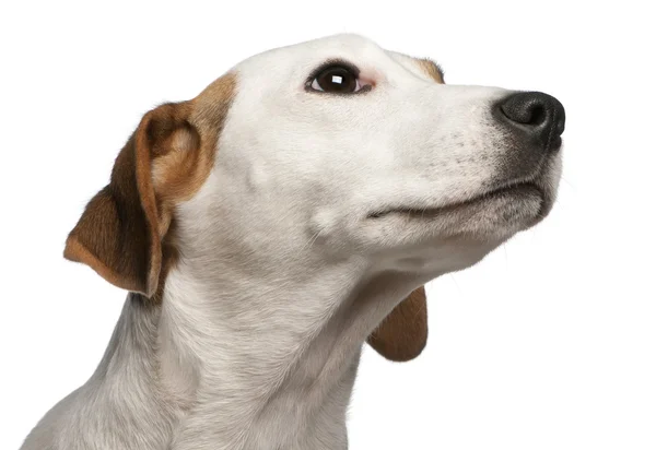 Primer plano de Jack Russell Terrier, 16 meses, frente al fondo blanco — Foto de Stock