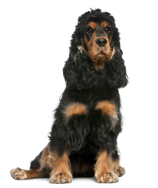 Engelse cocker spaniel, 2 jaar oud, zit op witte achtergrond — Stockfoto