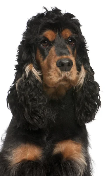 Close-up of English Cocker Spaniel, 2 years old, in front of white background — Stock Photo, Image