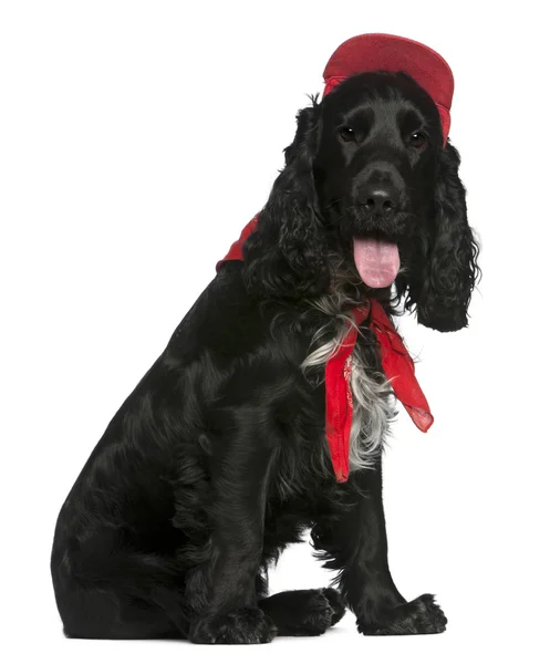 英语可卡犬，12 个月大，在白色背景前的红色帽子 — 图库照片