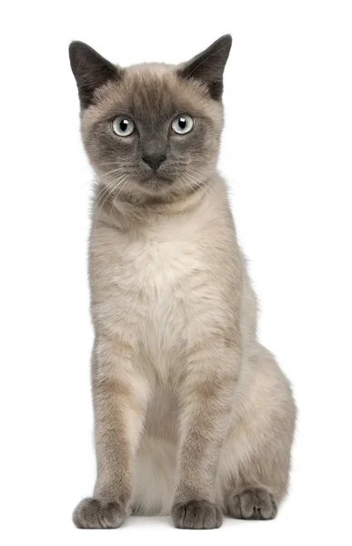 Siamese kitten, 6 months old, sitting in front of white background — Stock Photo, Image