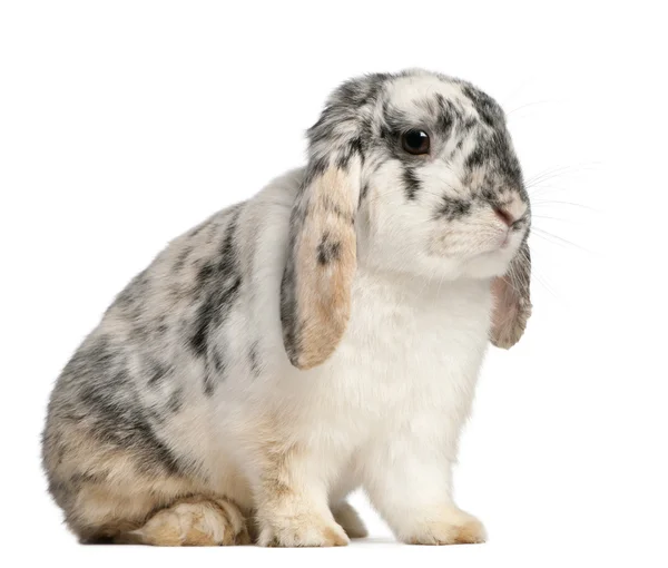 트라이 컬러 발견 프랑스어 롭부리 토끼, 2 개월, Oryctolagus cuniculus, 흰색 배경 앞에 앉아 — 스톡 사진