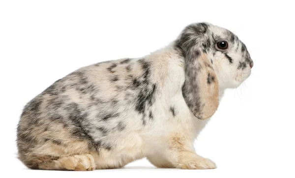 Tri Color Пятнистый французский Lop кролик, 2 месяца, Oryctolagus cuniculus, сидя на белом фоне — стоковое фото