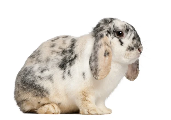 Tri Color Пятнистый французский Lop кролик, 2 месяца, Oryctolagus cuniculus, сидя на белом фоне — стоковое фото