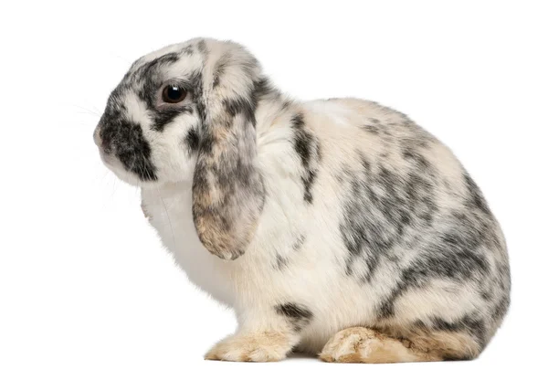 Tri Color Spotted French Lop rabbit, 2 meses, Oryctolagus cuniculus, sentado na frente do fundo branco — Fotografia de Stock