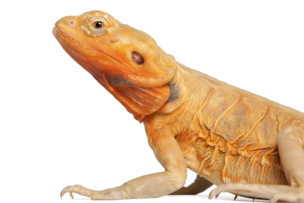 Close-up of Central Bearded Dragon, Pogona vitticeps, in front of white background — Stock Photo, Image