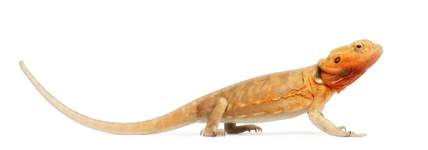 Centrale bebaarde draak, Baardagame vitticeps, voor witte achtergrond — Stockfoto