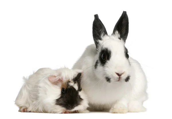 Dalmatian rabbit, 2 months old, and an Abyssinian Guinea pig, Cavia porcellus, sitting in front of white background — Stock Photo, Image