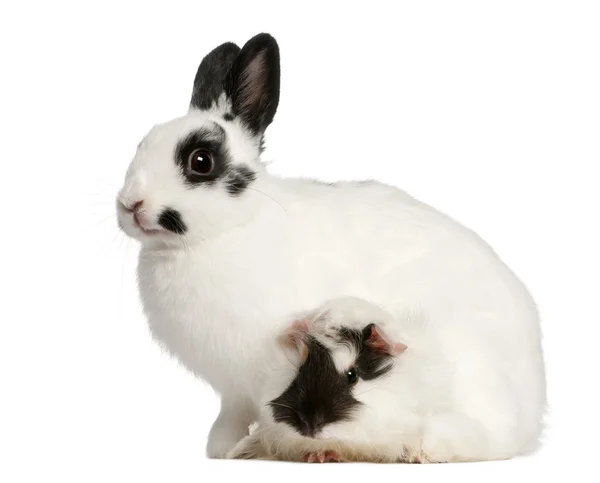 Dalmatiner-Kaninchen, 2 Monate alt, und ein abyssinisches Meerschweinchen, Cavia porcellus, vor weißem Hintergrund sitzend — Stockfoto