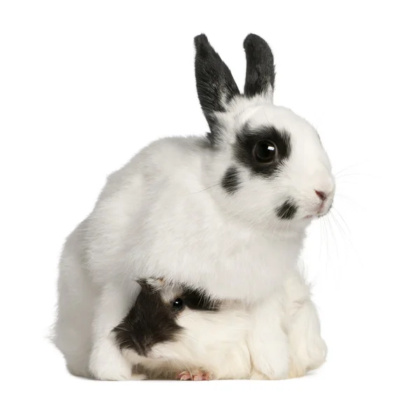 Conejo dálmata, de 2 meses de edad, y un conejillo de Guinea Abisinio, Cavia porcellus, sentado frente al fondo blanco —  Fotos de Stock