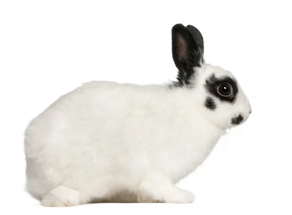 Далматинский кролик, 2 месяца, Oryholagus cuniculus, сидящий на белом фоне — стоковое фото