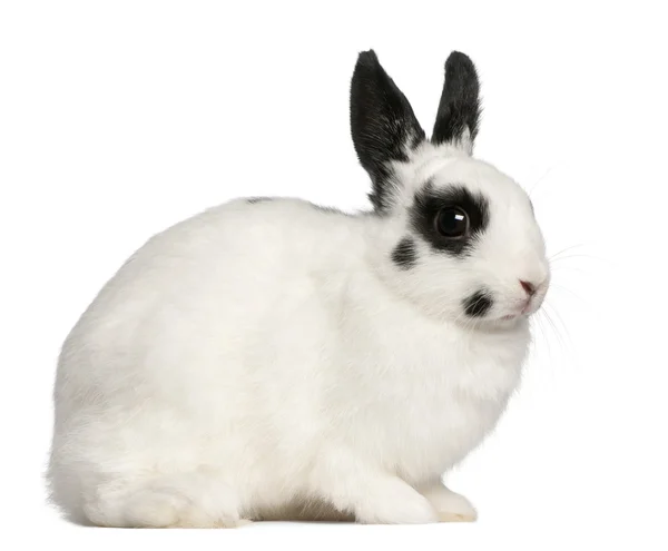 Conejo dálmata, 2 meses, Oryctolagus cuniculus, sentado frente al fondo blanco — Foto de Stock