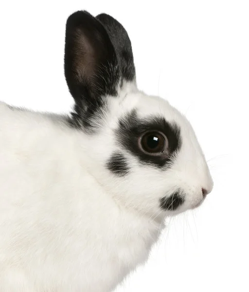 Nahaufnahme eines Dalmatiner-Kaninchens, 2 Monate alt, oryctolagus cuniculus, vor weißem Hintergrund — Stockfoto
