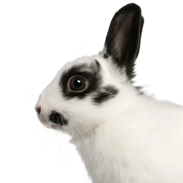 Close-up of Dalmatian rabbit, 2 months old, Oryctolagus cuniculus, in front of white background — Stock Photo, Image