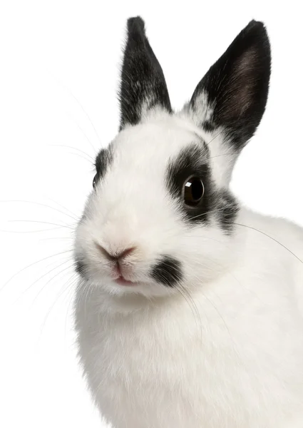 斑点兔，2 个月大，穴兔串孔，在白色背景前的特写 — 图库照片