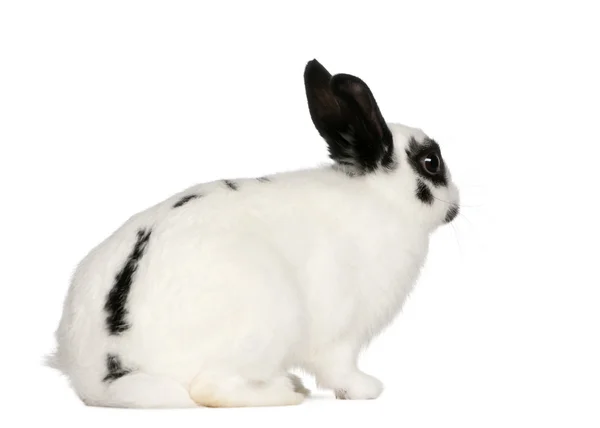 Conejo dálmata, 2 meses, Oryctolagus cuniculus, sentado frente al fondo blanco — Foto de Stock