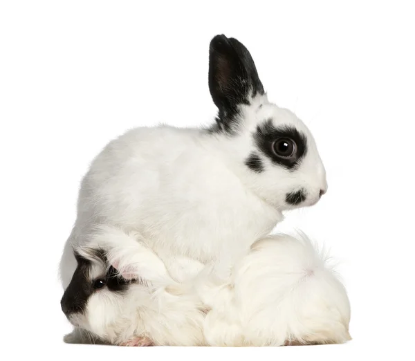 Conejo dálmata, de 2 meses de edad, y un conejillo de Guinea Abisinio, Cavia porcellus, sentado frente al fondo blanco — Foto de Stock