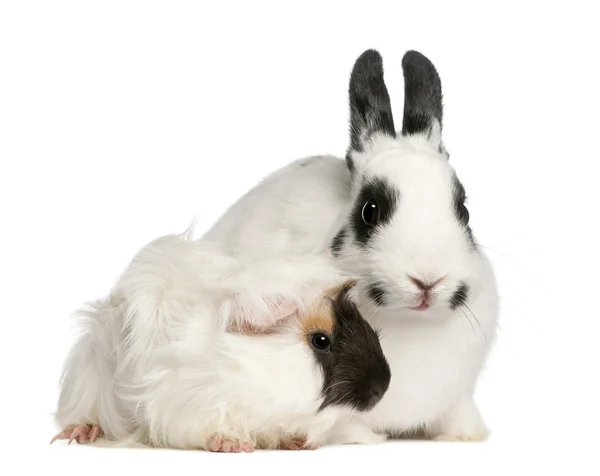 Conejo dálmata, de 2 meses de edad, y un conejillo de Guinea Abisinio, Cavia porcellus, sentado frente al fondo blanco — Foto de Stock