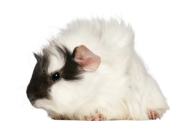 Abyssinian Guinea pig, Cavia porcellus, sitting in front of white background — Stock Photo, Image